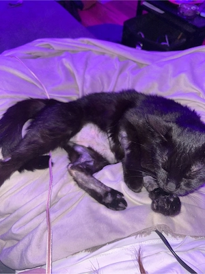 kitten und mama anzugeben  Bild 3