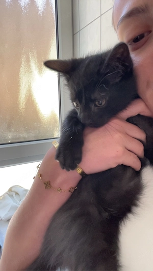kitten und mama anzugeben  Bild 1