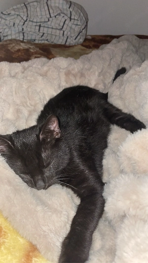 kitten und mama anzugeben  Bild 2