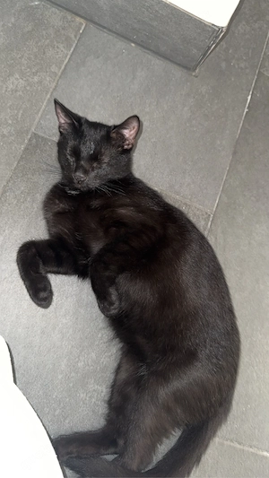 kitten und mama anzugeben  Bild 4
