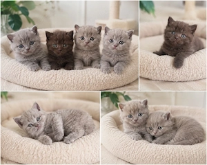 bezaubernden BKH Kitten Chocolate Fawn