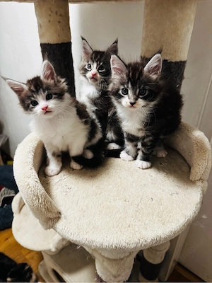 Maine Coon Kitten 