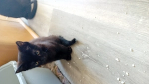 Baby Katze abzugeben 