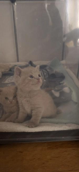 BKH Kitten Reinrassige  