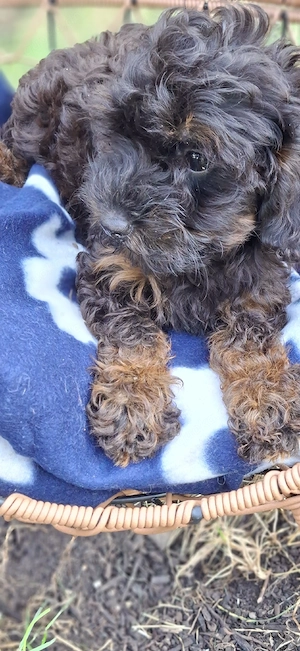 Yorkshire Pudel Mix