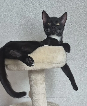 Kater zu verkaufen 