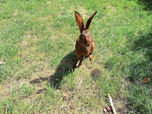Hasenkaninchen 