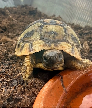 Griechische Landschildkröte Thb 2024 
