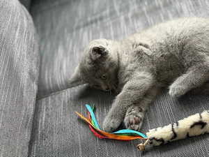 Britisch Kurzhaar Kitten nur noch ein weiblicher da