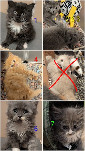 Wunderschöne Kitten abzugeben 
