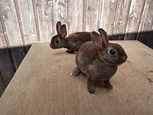 Zwergkaninchen 