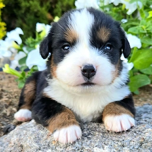 Berner Sennenhund-Welpe sucht liebevolles Zuhause
