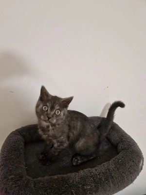 Reinrassige BKH-Kitten   liebevoll im Familienalltag aufgewachsen