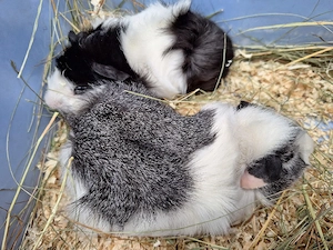 Meerschweinchen 