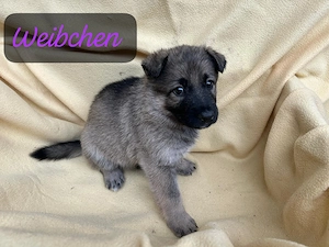 Reinrassige Schäferhundwelpen suchen ein liebevolles Zuhause!