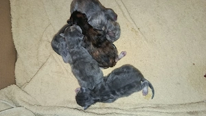 Maine Coon Kitten Blauserie  Bild 3