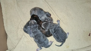 Maine Coon Kitten Blauserie  Bild 4