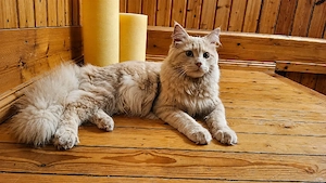 Maine Coon Kitten Blauserie 