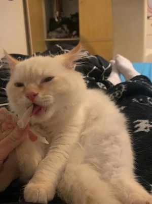 Kater sucht ein neues Hause