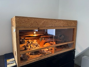Leopardgecko Inklusive Terrarium und XXL zubehör 