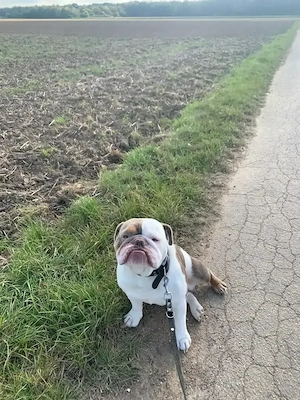 Englische Bulldogge  Bild 1