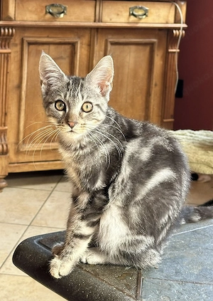 Maine Coon Mischlinge