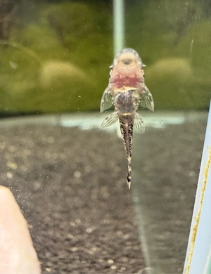 Antennenwelsbabys