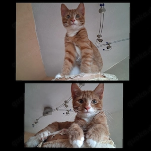 katzenkind Kater kastriert Maine coon mix