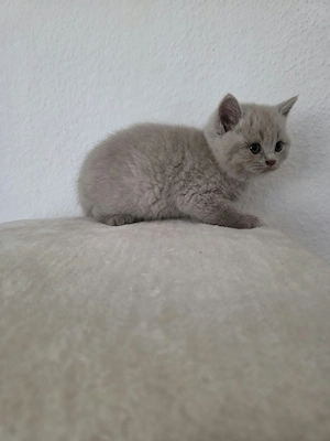 BKH Kitten Bild 4