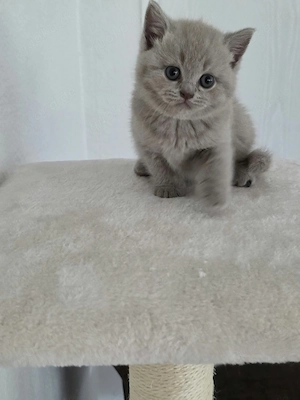 BKH Kitten Bild 5