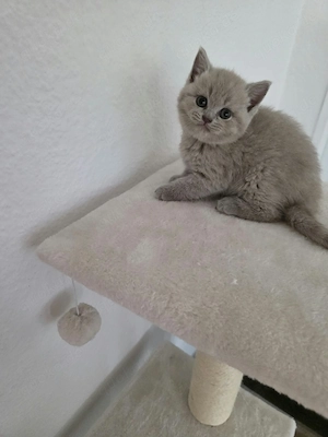 BKH Kitten Bild 2