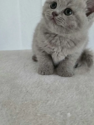 BKH Kitten Bild 7