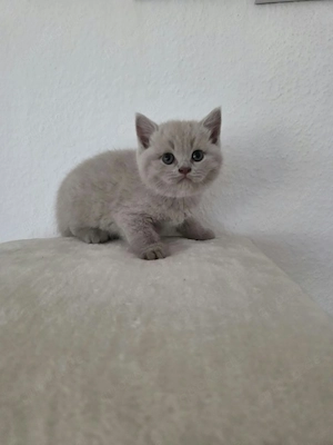 BKH Kitten Bild 6