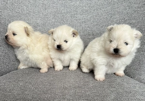 Zwergspitz Pomeranian Welpen 