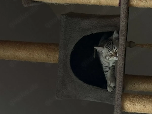 BKH Kitten 3 Monate alt sucht Traumzuhause (Nur zusammen!)