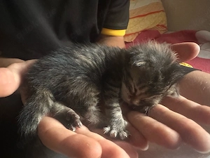 kitten ab der 12ten woche zu verkaufen