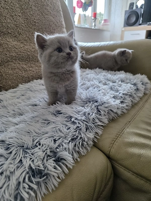 BKH Kitten Bild 9