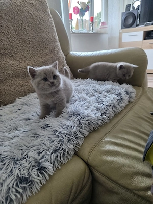 BKH Kitten Bild 8