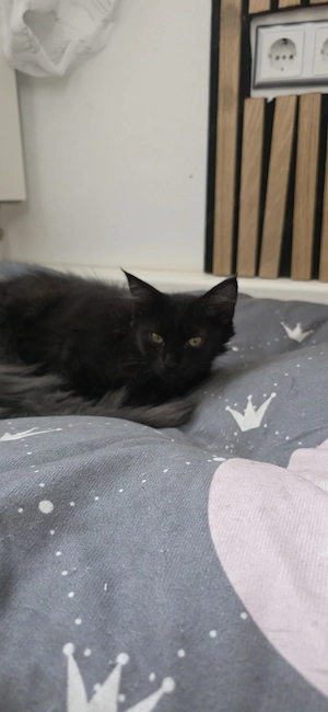 MainCoon kitten 