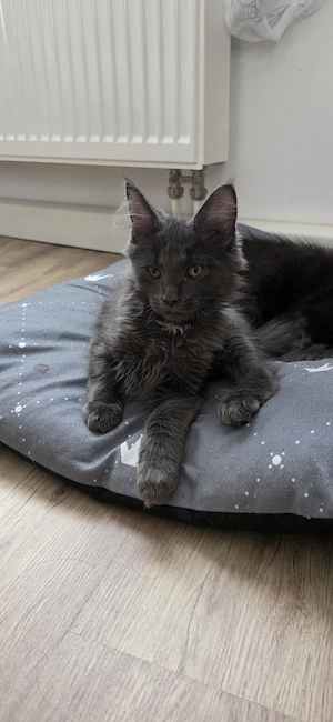 MainCoon kitten 