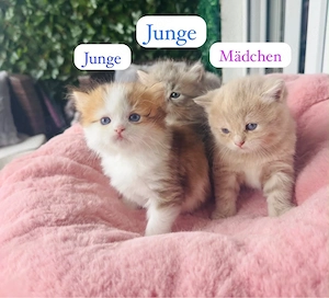 Britisch Kurzhaar Kitten suchen ein liebevolles Zuhause