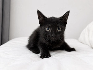 Drei kleine Katzen suchen ein liebevolles Zuhause Bild 2