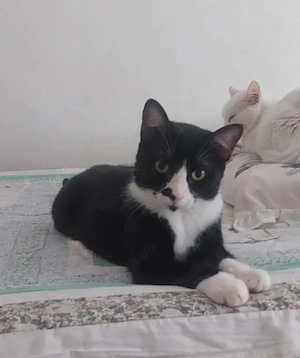 Milo Freundlicher Kater sucht Familie zum Kuscheln