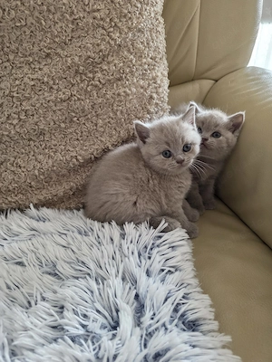 BKH Kitten Bild 10