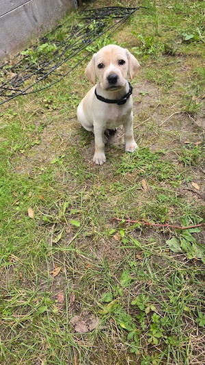 hunde welpe 