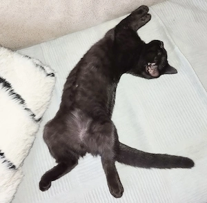 Bkh Kitten ein Mädchen abholbereit 