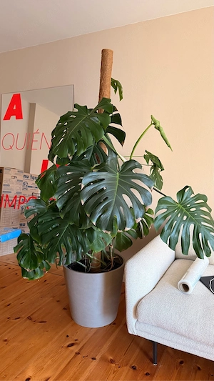 Große Monstera inkl. Topf