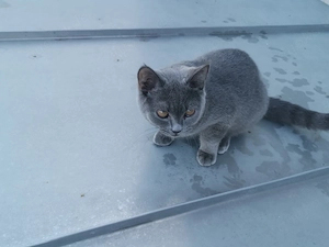 Bkh letzte kleine kater