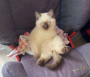 Wunderschöne BKH-Katze sucht liebevolles Zuhause 