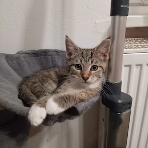 3 kleine Mai Mix Kitten suchen ihr Zuhause  Bild 4